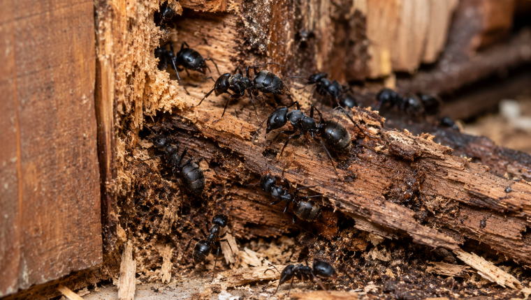 Large black carpenter ant worker on wood, illustrating carpenter ant identification