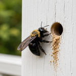 Carpenter bee identification showing round entry holes drilled into wood