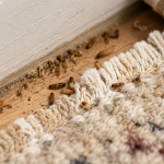 Carpet beetle larvae identification showing the bristly, fabric-damaging larval stage