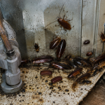 Cockroach Treatment: Baits, Dusts, IGRs, Sprays, and Professional Plans