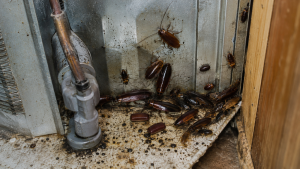 Cockroach harborage diagram showing cracks, voids, and egg case hiding spots