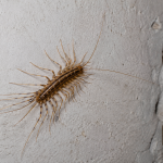House centipede identification showing its long legs and fast movement indoors