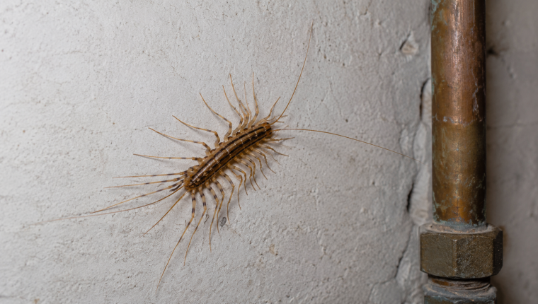 House centipede identification showing its long legs and fast movement indoors