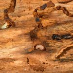 How Much Does Termite Tenting Cost?
