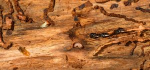 Flying Termites: Identification, Swarm Season, and What a Swarm Means