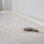 Silverfish identification image showing the insect's silver, teardrop-shaped body
