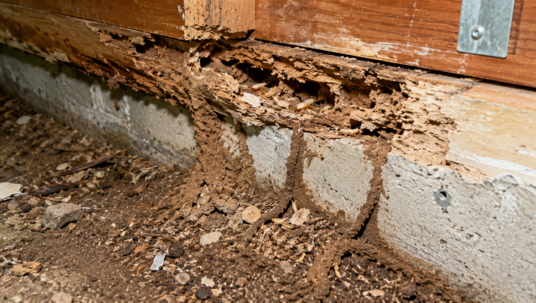 Subterranean termite identification showing mud tubes connecting soil to wood