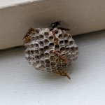 Wasp nest identification chart comparing paper, umbrella, and enclosed nest shapes