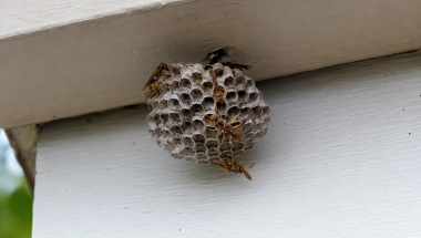 Wasp Nests: Identification by Shape, Location, and Species