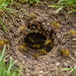 Yellow jacket nest identification showing ground, wall void, and aerial nest types